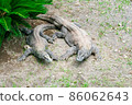 Komo Dragons at Taman Safari Indonesia 86062643