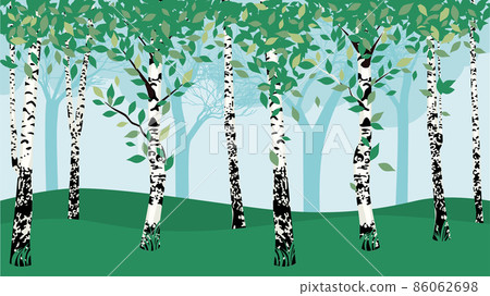 Summer birch trees Summer birch trees 86062698
