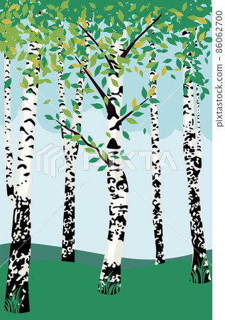 Summer birch trees 86062700