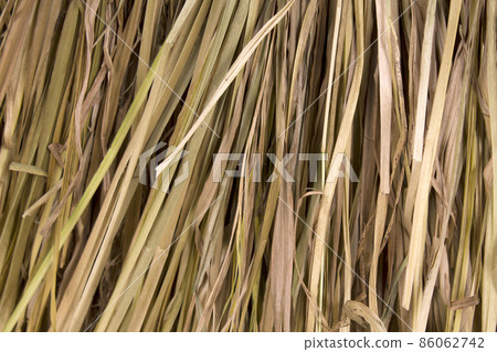 Background of dry reeds Background of dry reeds 86062742