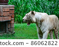 A white tiger with an open mouth on a jungle background 86062822
