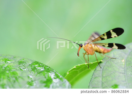 Panorpidae 棲息在樹葉上（埼玉 / 9 月） 86062884