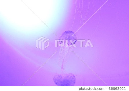 幻想水母 幻想水母 86062921