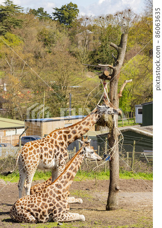 Close up shot of Giraffe eating in the beautiful West Midland Safari Park Close up shot of Giraffe eating in the beautiful West Midland Safari Park 86063635