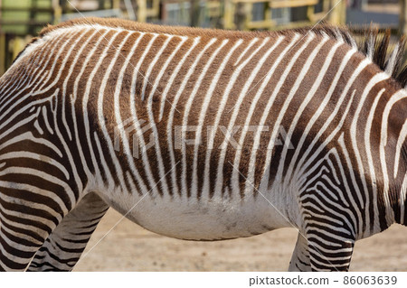 Close up shot of cute zebra in the beautiful West Midland Safari Park 86063639