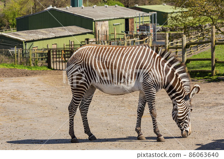 Close up shot of cute zebra in the beautiful West Midland Safari Park 86063640