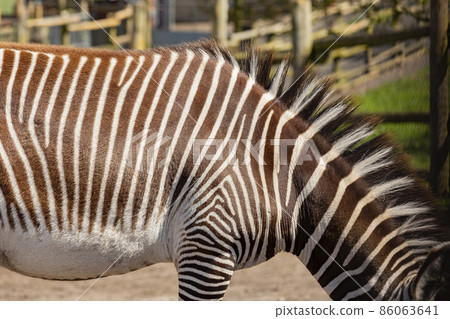 Close up shot of cute zebra in the beautiful West Midland Safari Park Close up shot of cute zebra in the beautiful West Midland Safari Park 86063641