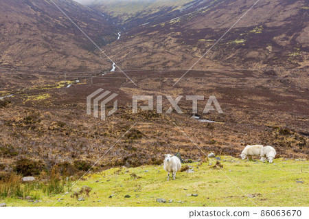 Beautiful country side with sheep walking around Beautiful country side with sheep walking around 86063670