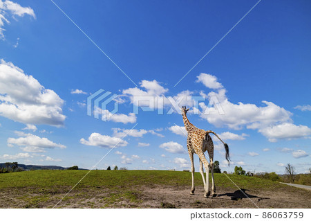 Close up shot of Giraffe walking in the beautiful West Midland Safari Park Close up shot of Giraffe walking in the beautiful West Midland Safari Park 86063759
