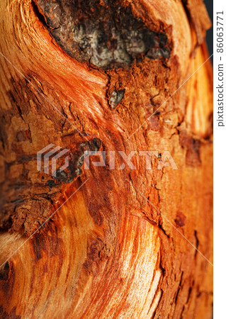 Natural Bonsai snag trunk close-up wood texture 86063771