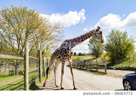 Close up shot of Giraffe walking in the beautiful West Midland Safari Park Close up shot of Giraffe walking in the beautiful West Midland Safari Park 86063772