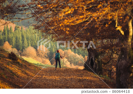 Female Hiker on Country Road Near Mountain Forest 86064418