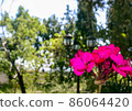 Pink geranium in garden, green leaves background 86064420