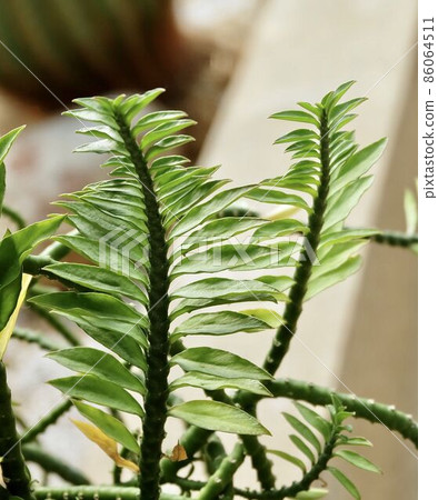 Euphorbia Tithymaloides in A Small Tropical Garden Euphorbia Tithymaloides in A Small Tropical Garden 86064511