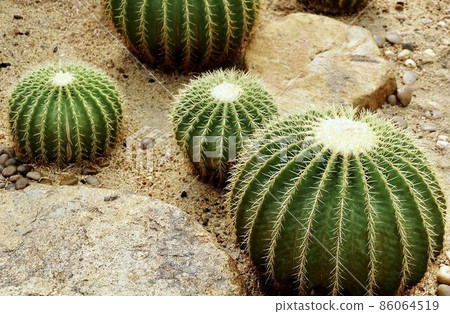 Echinocactus Grusonii Cactus Plants in Tropical Garden Echinocactus Grusonii Cactus Plants in Tropical Garden 86064519