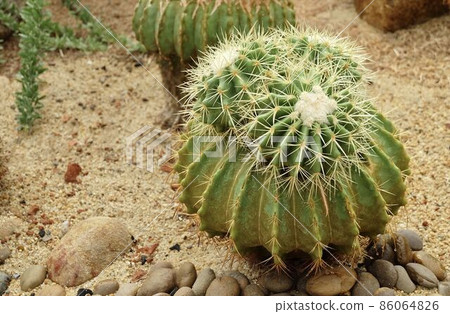 Echinocactus Grusonii Cactus Plant in Tropical Garden 86064826