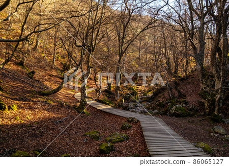 Faedo de Cinera Beech forest and river, wooden footbridge hiking trail Leon Spain 86065127