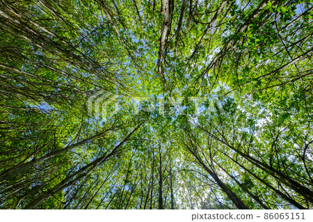 Trees upward nadir view to height in forest, growth progress nature concept 86065151