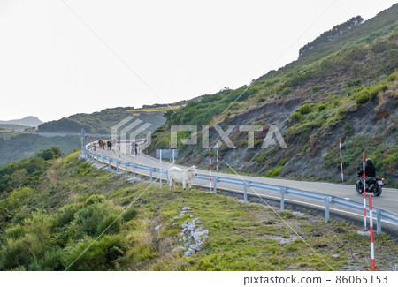 cows standing in and blocking a road cows standing in and blocking a road 86065153