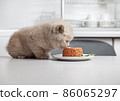 kitten and pet food 86065297