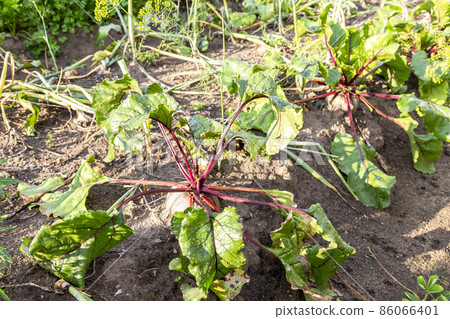 Organic beetroot grows at the vegetable garden in summer Organic beetroot grows at the vegetable garden in summer 86066401
