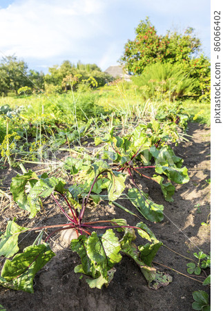 Organic beetroot grows at the vegetable garden in summer Organic beetroot grows at the vegetable garden in summer 86066402