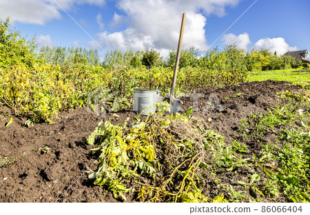 Harvesting organic potatoes at the vegetable garden in sunny day Harvesting organic potatoes at the vegetable garden in sunny day 86066404