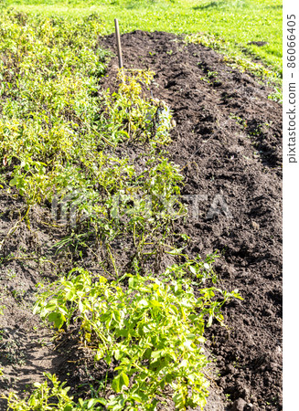 Harvesting organic potatoes at the vegetable garden in sunny day Harvesting organic potatoes at the vegetable garden in sunny day 86066405