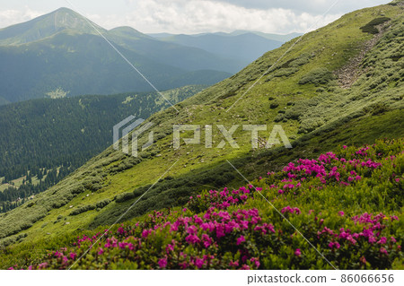 Pink rhododendron flowers on summer mountain. Carpathian mountains, Ukraine, Europe. Discover the beauty of earth. Tourism concept Pink rhododendron flowers on summer mountain. Carpathian mountains, Ukraine, Europe. Discover the beauty of earth. Tourism concept 86066656