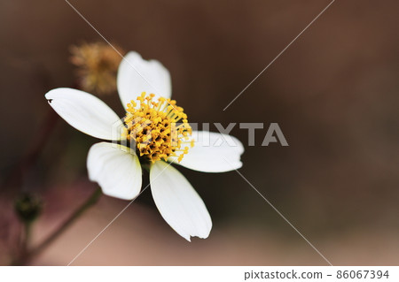 Winter cosmos 0004 Winter cosmos 0004 86067394
