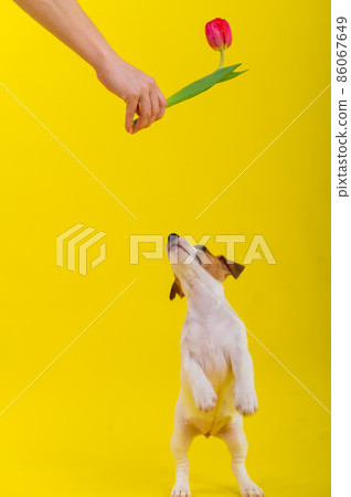 A naughty dog is jumping for a tulip in the studio on a yellow background. Funny puppy Jack Russell Terrier plays with his master and hunts for a Dutch flower. 86067649