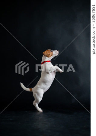 Cute little dog joyfully jumps and plays on a black background in the studio. Thoroughbred shorthair puppy Jack Russell Terrier in motion. 86067651