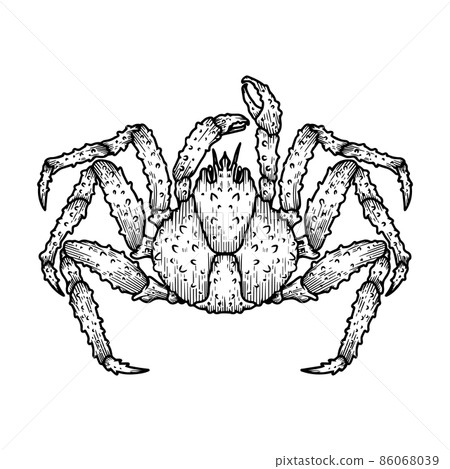 Illustration of japanese spider crab. Design element for logo, label, sign, emblem, poster. Vector illustration Illustration of japanese spider crab. Design element for logo, label, sign, emblem, poster. Vector illustration 86068039