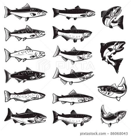 Set of Illustrations of salmon fish in engraving style. Design element for logo, label, sign, emblem, poster. Vector illustration 86068043