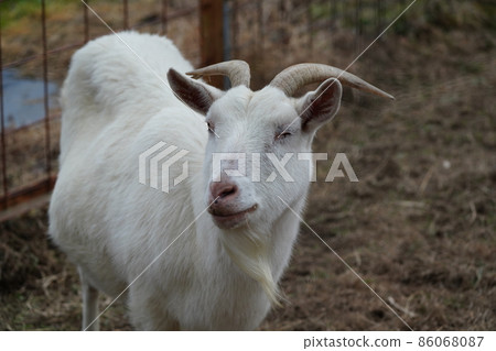 A goat in a friendly and cute plan is approaching A goat in a friendly and cute plan is approaching 86068087