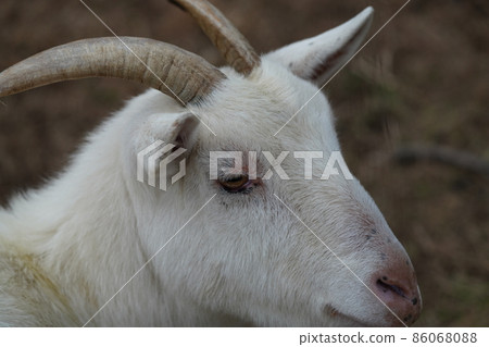 A goat in a friendly and cute plan is approaching A goat in a friendly and cute plan is approaching 86068088