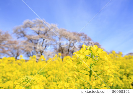 三好市尾關山公園附近河岸的櫻花和油菜田 86068361