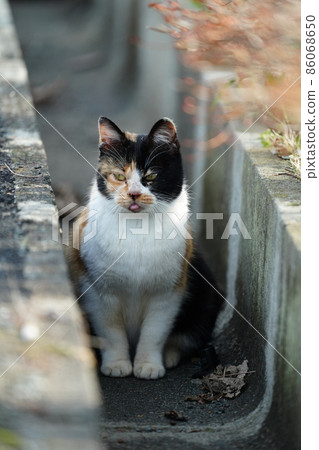 A cute calico cat with a stray cat sticks out his tongue and plays alone in the gutter A cute calico cat with a stray cat sticks out his tongue and plays alone in the gutter 86068650
