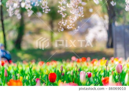 國立阿爾卑斯安住公園的櫻花和郁金香【長野縣】 國立阿爾卑斯安住公園的櫻花和郁金香【長野縣】 86069010