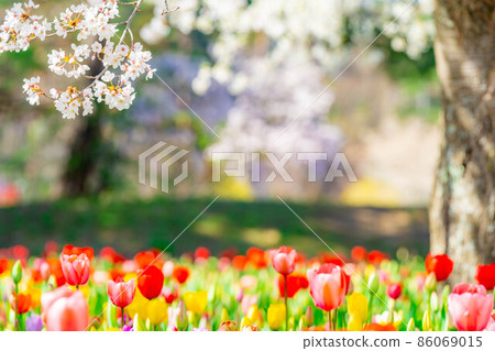 Cherry blossoms and tulips in the National Alps Azumi Park [Nagano Prefecture] 86069015