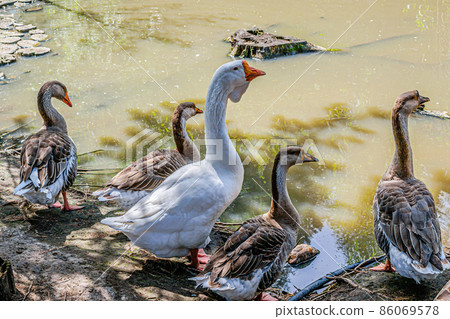 Beautiful geese near the pond in the zoo of a country hotel Beautiful geese near the pond in the zoo of a country hotel 86069578