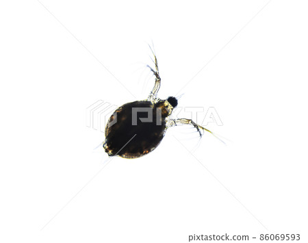 Microscopic image of zooplankton Water Flea Daphnia Microscopic image of zooplankton Water Flea Daphnia 86069593