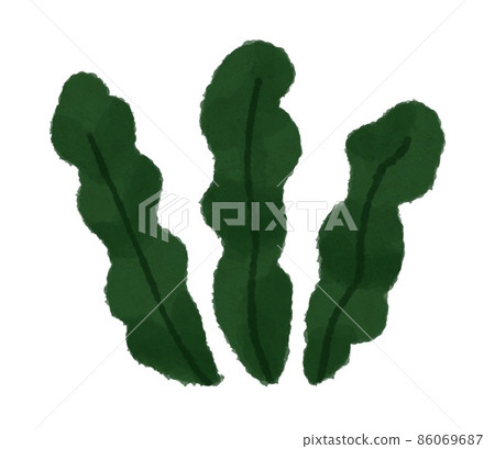 Illustration of seaweed 86069687