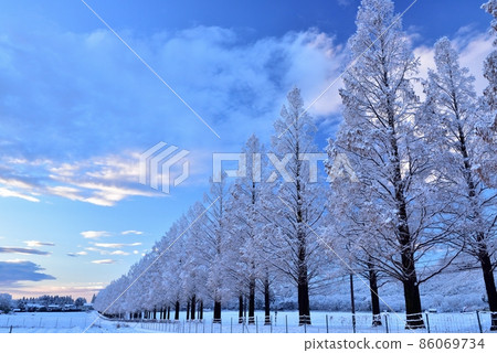 Snow Metasequoia Namiki Snow Metasequoia Namiki 86069734