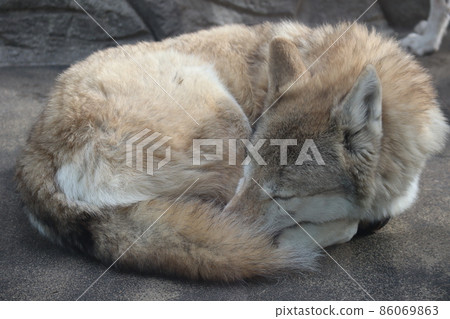 在動物園繁殖空間蜷縮著睡著的狼的風景 86069863