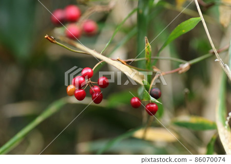 Smilax china china that bears red fruits in the mountains in winter Smilax china china that bears red fruits in the mountains in winter 86070074