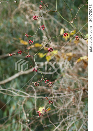 Smilax china china that bears red fruits in the mountains in winter Smilax china china that bears red fruits in the mountains in winter 86070078