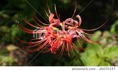 Cluster amaryllis 86070147