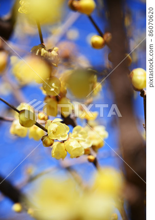 Lowbye wax plume 86070620