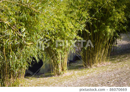 Bamboo hedge Bamboo hedge 86070669